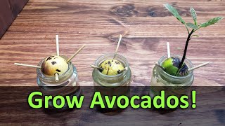 How To Grow An Avocado Plant From Seed