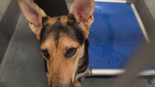Acs A804049