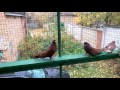 Свердловские  голуби  Юргена