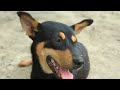 Dog Video