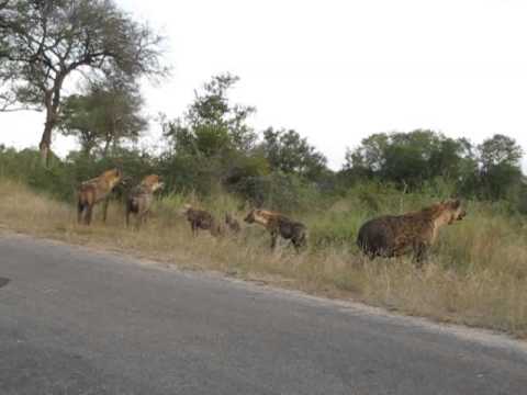 Hyenas on the S1 with impala kill