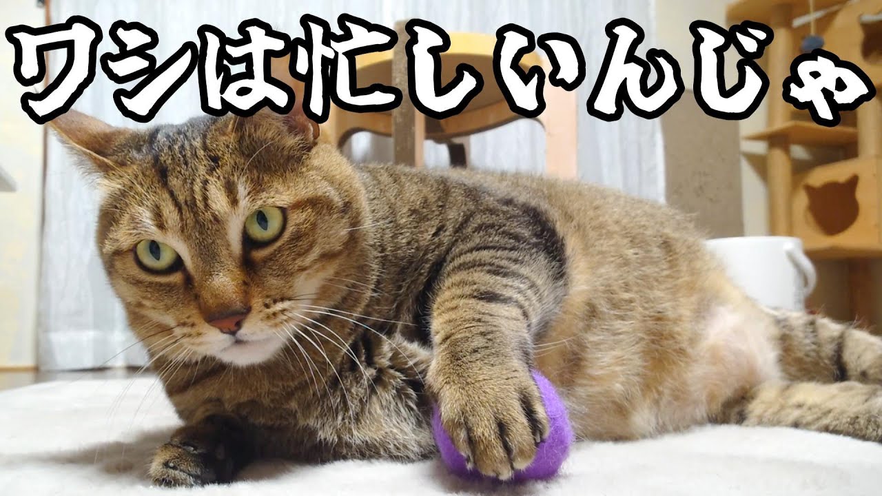 【デブ猫】ワシは案外 忙しい