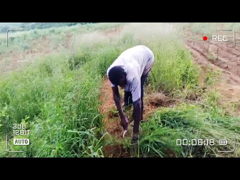 No Machines, Just Strength | Hardworking Village Dad Grass cutting routine|Simple Village Life