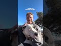 Pittie Can't Stop Smiling Once He's Out Of The Shelter | The Dodo