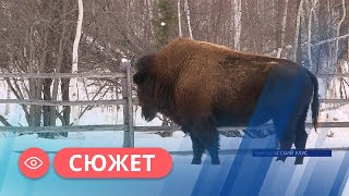 Популяцию лесных бизонов продолжают восстанавливать в Якутии