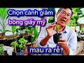 Chọn Cành Giâm Và Cách Giâm Cành Hoa Giấy Mỹ Mau Ra Rễ | THÁI CHINH