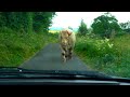 Bull ignored me in Ireland!!