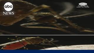 Full Florida confirms first death from dengue fever Guide
