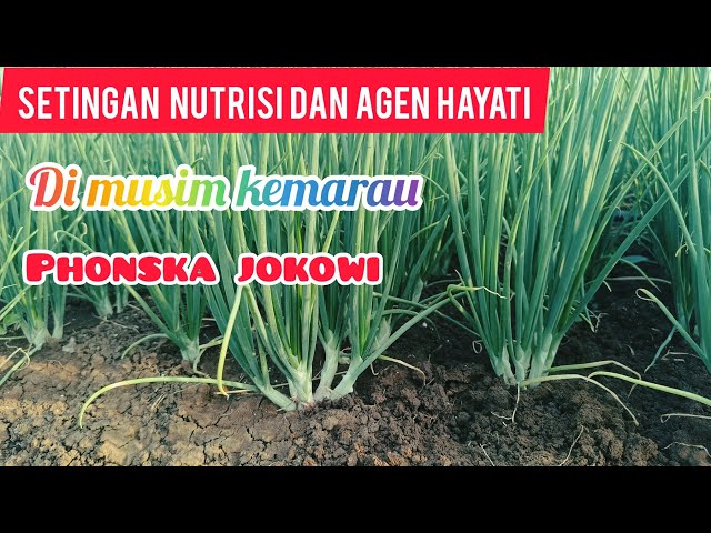 SETINGAN NUTRISI DAN AGEN HAYATI DI MUSIM KEMARAU class=