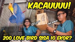 BONGKAR KANDANG LOVE BIRD DARI 200 EKOR SISA TINGGAL SEGINI!? KACAUU