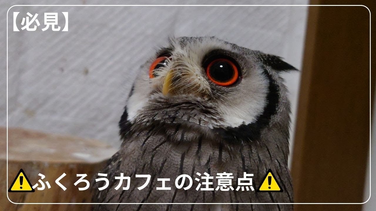 fummy様 リクエスト 3点 まとめ商品 オンライン公式ストア ひろちゃん 
