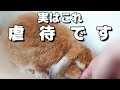 うさぎを苦しめてしまう飼い主のNG行動5選!