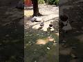 গ্রামের বুনোহাঁস #duck #foryou #shorts #ducky #ducks #viral #video #viralvideo #shortvideo #short