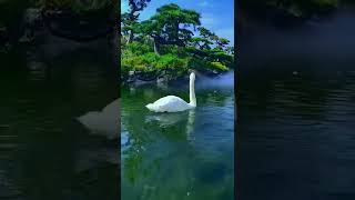 Relaxing Swans play in the water, good luck#videoshorts