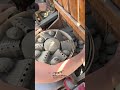 IHC 423 McCormick im Einsatz 🚜 | Rau Kombi Kartoffelsteckmaschine bei der Arbeit!