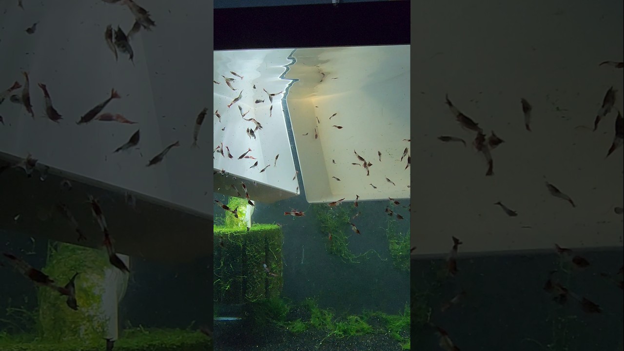 Breeding Red Rili Shrimp