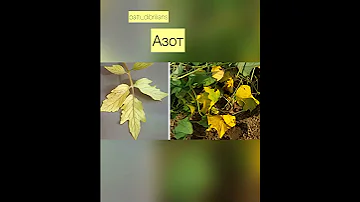 КАК ПО ЛИСТУ ОПРЕДЕЛИТЬ ЧЕГО НЕ ХВАТАЕТ РАСТЕНИЮ?