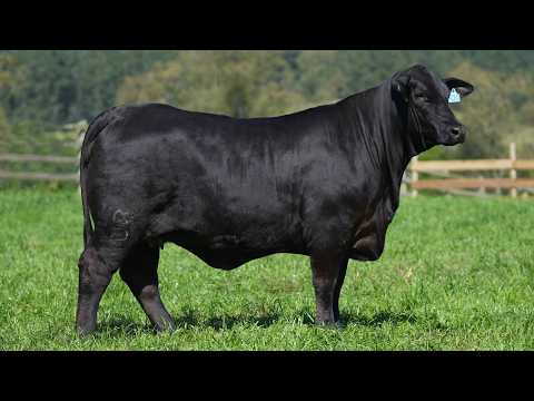 LOTE 009   ZORIAL 320  PANDORA