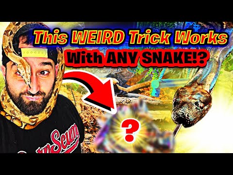 The SECRET To Building Trust With Your Snake From DAY 1!