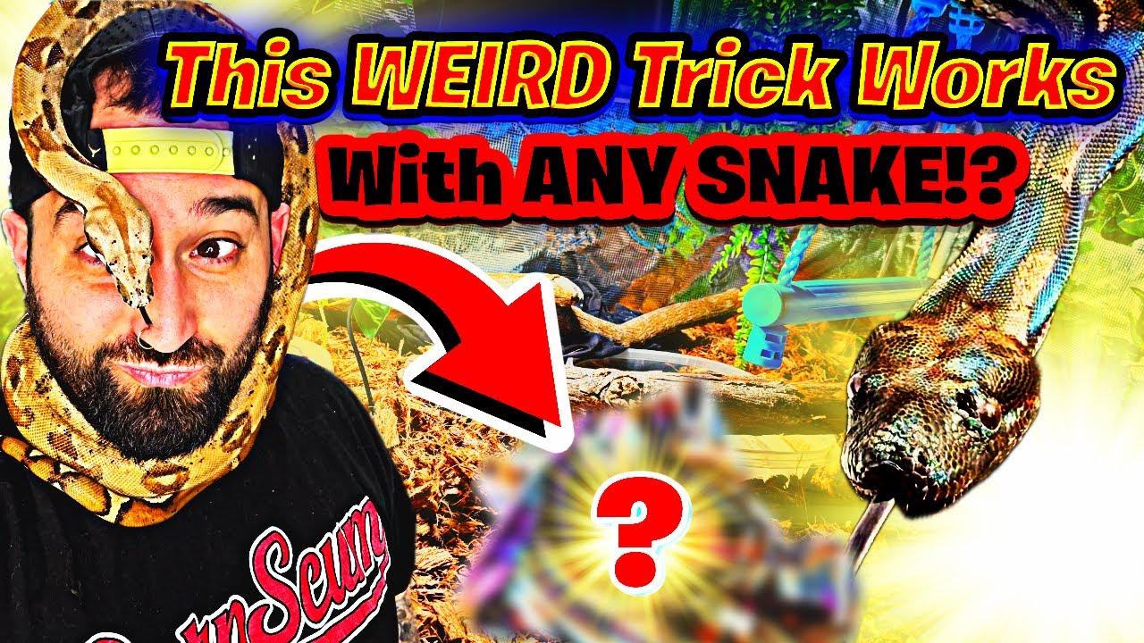 СЕКРЕТ, как построить доверие со змеей с ПЕРВОГО ДНЯ!