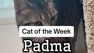 Cat of the Week ~ Padma