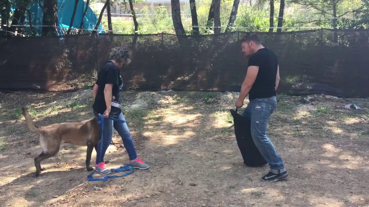 EDUCATION CHIENNE MALINOISE 3/ERIC TRAMSON/ABOIEMENT/MORDANT/DRESSEUR - YouTube
