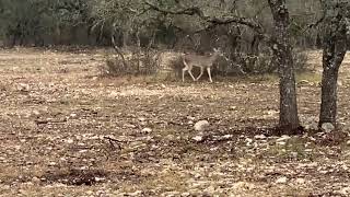 rancho de cucarachas,Hill County Texas by The Peterbilt trucker Chuck 50 views 1 year ago 9 minutes, 16 seconds