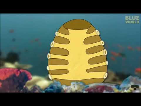 Video: ¿En qué se parecen los coanoflagelados y las esponjas?