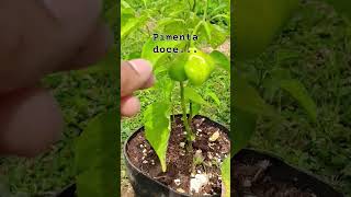 Pimenta Doce, ...