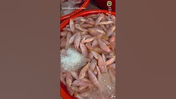 Cảng cá Hàm Tử Quy Nhơn - khi gió Bấc về// Buffet hải sản ố lè Quy Nhơn, Bình Định cũ, gia lai mới