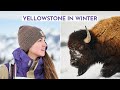 Surviving Winter in Yellowstone National Park *I can't believe we saw this!!*