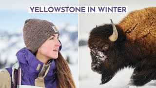 Surviving Winter in Yellowstone National Park *I can