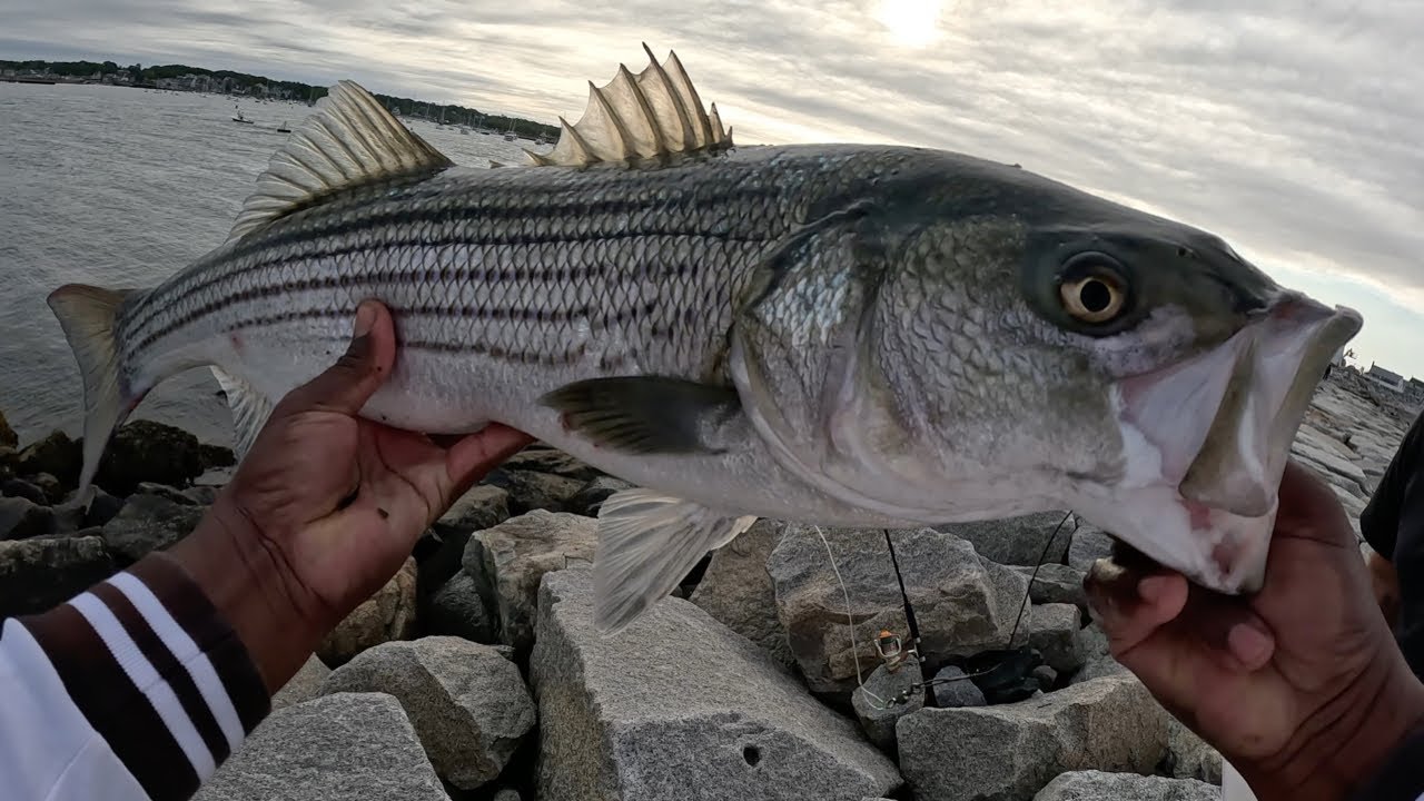 Catching Stripers with Sea Clams: Striped Bass Fishing Techniques