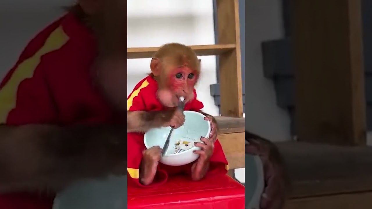 Bibi eating rice is super cute 