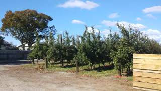 New Zealand Apple Bins