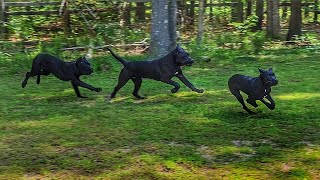 Young Cane Corso learns how to play with smaller dog