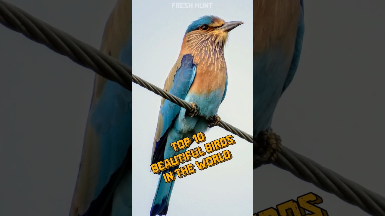 Top 10 Beautiful Birds In The World #shorts #top10 #birds