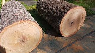 New red oak log