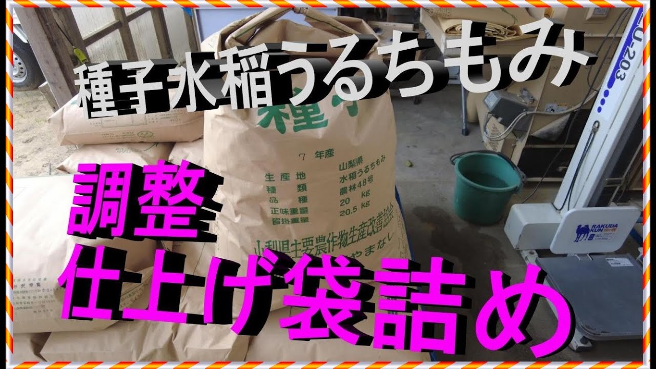 農林48号 ヨンパチ 令和7年 次年度に向けて種もみ生産 準備完了 - YouTube