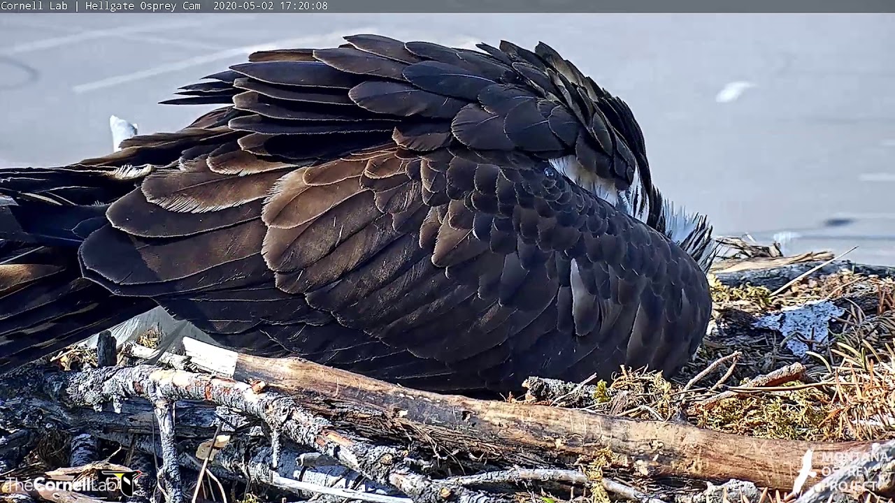 Iris Reveals First Egg of 2020 Hellgate Ospreys Nest Cam Cornell