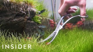 Aquascaping is the craft of arranging plants, wood, and stone in aquariums. Hobbyists love how it teaches them to appreciate nature 