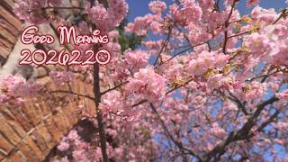 Every Morning 30sec Disney 2026.2.20