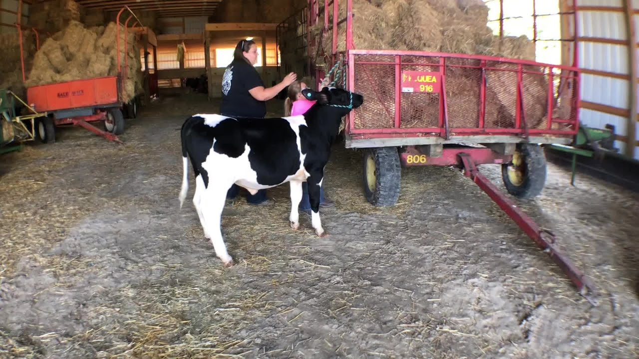 nbc4i school closings 9-year-old raises cows, awareness, money for charity