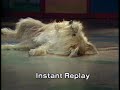 Bonnie Jacobson and Ginger: Stupid Pet Tricks, Late Night with David Letterman 12/3/1982