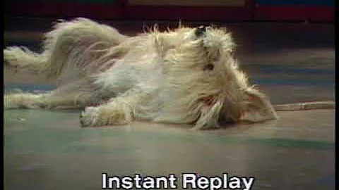 Bonnie Jacobson and Ginger: Stupid Pet Tricks, Lat...