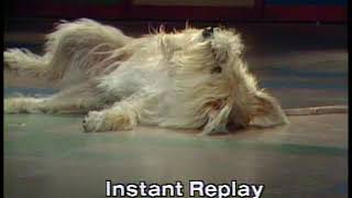Bonnie Jacobson and Ginger: Stupid Pet Tricks, Late Night with David Letterman 12/3/1982