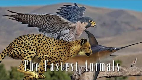 Top 10 Fastest Animals in the World: Fastest Runners in the Animal Kingdom | unseen realms
