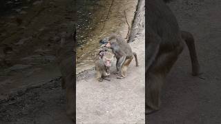 Download Lagu Jampi-jampi B👀L si kecil🤦 MP3