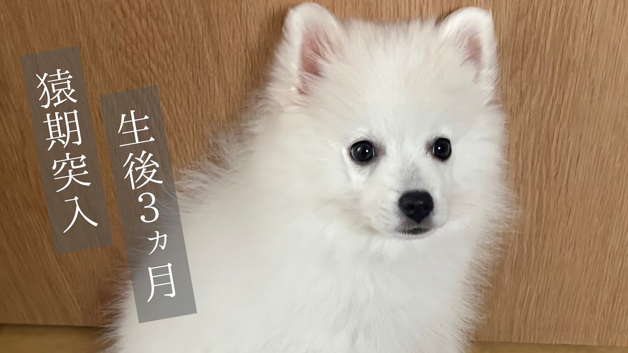 猿期に突入した子犬の初めての庭散歩【生後３ヵ月】