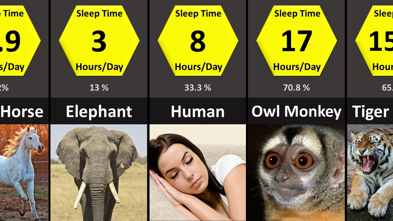 Animals That Sleep A Lot Animals Sleep Time Comparison YouTube animals-that-sleep-a-lot-animals-sleep-time-comparison-youtube